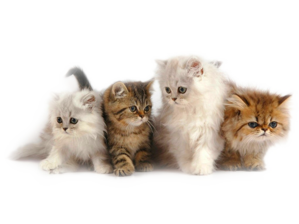 Tubes animaux